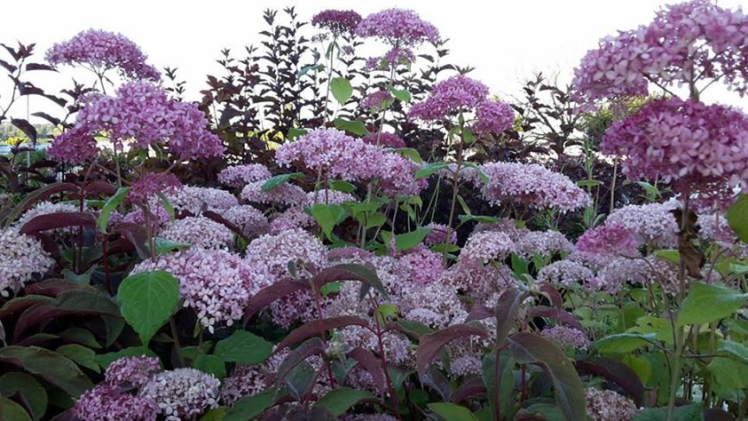 Nos plantes